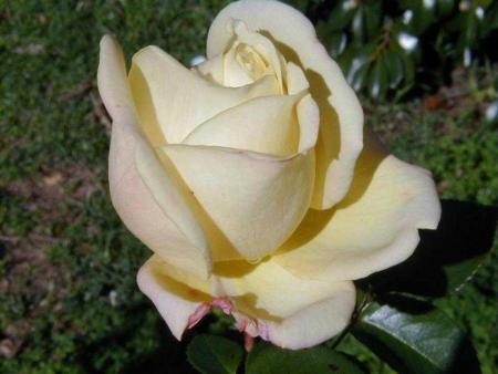 rose crème